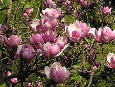Saucer magnolia seeds for sale  Ravensdale