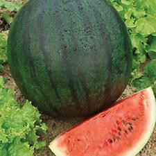 Sugar baby watermelon for sale  Tarpon Springs