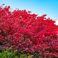 Burning bush unrooted for sale  Ortonville