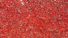 Live bloodworm water for sale  SCUNTHORPE
