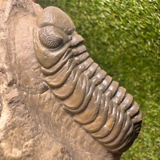 Austerops trilobite fossil d'occasion  Expédié en Belgium