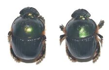 Entomologie coleoptera phanaeu d'occasion  Marcq-en-Barœul