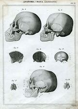 Anatomia cranioscopia. medicin usato  Salerno