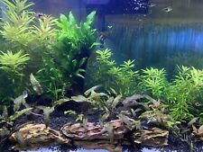 Live freshwater fish for sale  Fort Lauderdale