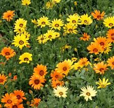 African daisy mix for sale  Sanford