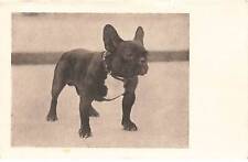 Animaux chien bouledogue d'occasion  France