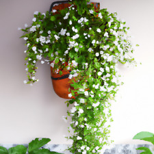 Smilax bridal creeper for sale  Shipping to Ireland
