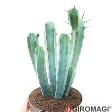 Myrtillocactus geometrizans h3 usato  Cortona