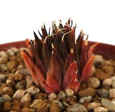 Haworthia venteri (Springfontein, 27km NW of Riversdale) no variegated 7411, used for sale  Shipping to South Africa