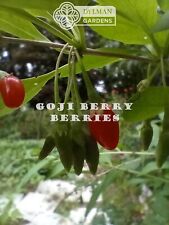Goji berry plant for sale  Sheridan