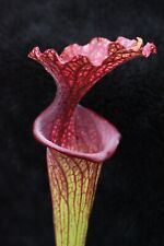 Sarracenia saurus incredible for sale  Colorado Springs