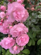 Pinkish climbing rose for sale  MANCHESTER