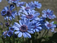 Pretty blue daisy for sale  FERRYHILL