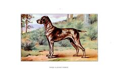 Hunting dog...braque allemand d'occasion  Saint-Cyprien