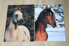 2 horses postcard horse postcard horse postcard horse cheval CPA cavallo pair AK Arab for sale  Shipping to South Africa