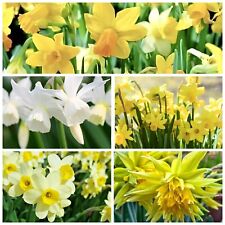 Daffodil bulbs mixed for sale  WISBECH