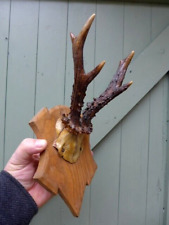 Vintage roe deer for sale  WALLASEY
