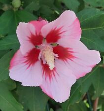 150 graines hibiscus d'occasion  Dardilly