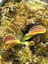 Dionaea alien rare d'occasion  Expédié en Belgium