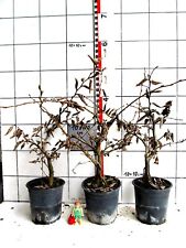 Pre bonsai carpinus gebraucht kaufen  Bad Bergzabern
