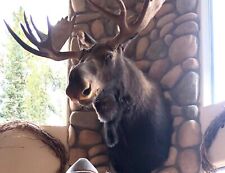 Large canadian moose for sale  Evergreen