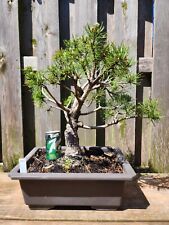 old bonsai trees for sale  Saint Louis