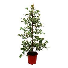 Ficus triangularis variegata gebraucht kaufen  Zweibrücken