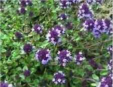 Herb thyme purple for sale  WREXHAM
