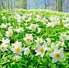 English wood anemone for sale  TENTERDEN