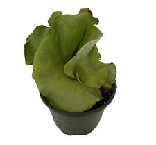 Angola staghorn fern for sale  Wadsworth