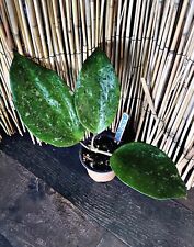Rare hoya macrophylla for sale  Tampa