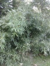 Sale bamboo arundinaria for sale  Calhoun City