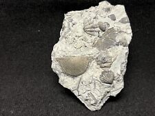 Gorgeous pyritized brachiopod for sale  Mooresville