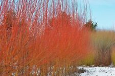 Orange flame willow for sale  Oberlin