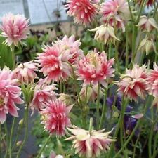 Columbine- Nora Barlow- 50 Seeds - BOGO 50% off SALE for sale  Shipping to South Africa