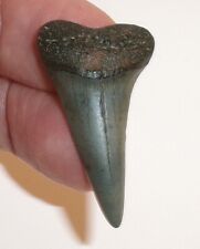 Mako shark tooth for sale  Harrison Township