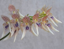 Used, Bulbophyllum guttulatum species orchid plant for sale  Shipping to South Africa