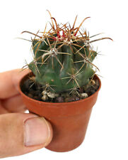 Ferocactus peninsulae var. townsendianus (1 pianta di 4cm) for sale  Shipping to South Africa