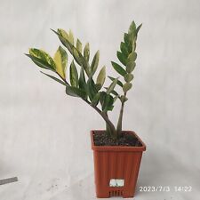 ZZ Zamioculcas Variegated 3 STEM! FREE Shipping for sale  Shipping to South Africa