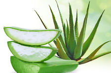 Seeds genuine aloe for sale  Shipping to Ireland