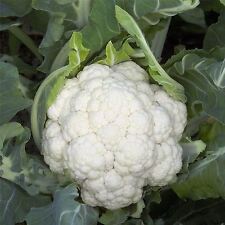 Vegetable cauliflower dexter for sale  WREXHAM