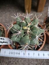Thelocactus heterochromus 8.5 cm for sale  Shipping to South Africa