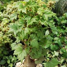 Begonia dregei cactus for sale  Fallbrook