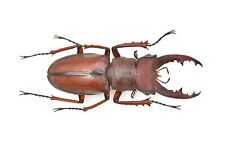 LUCANIDAE Lucanus pesarinii 42mm From Vietnam for sale  Shipping to South Africa