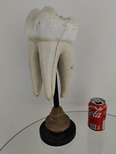 Vintage anatomical tooth for sale  NOTTINGHAM