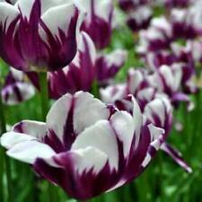 20 sementes de tulipa roxa e branca tulipa flor de jardim comprar usado  Enviando para Brazil