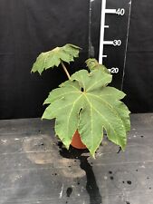 Tetrapanax papyrifer steroid for sale  LINCOLN