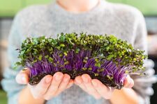 Roter kohlrabi sprossen gebraucht kaufen  Frammersbach