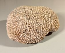 Vintage natural brain for sale  Tyler