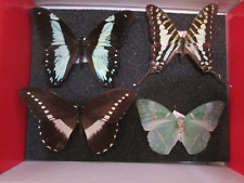 African butterfly collection for sale  WATERLOOVILLE